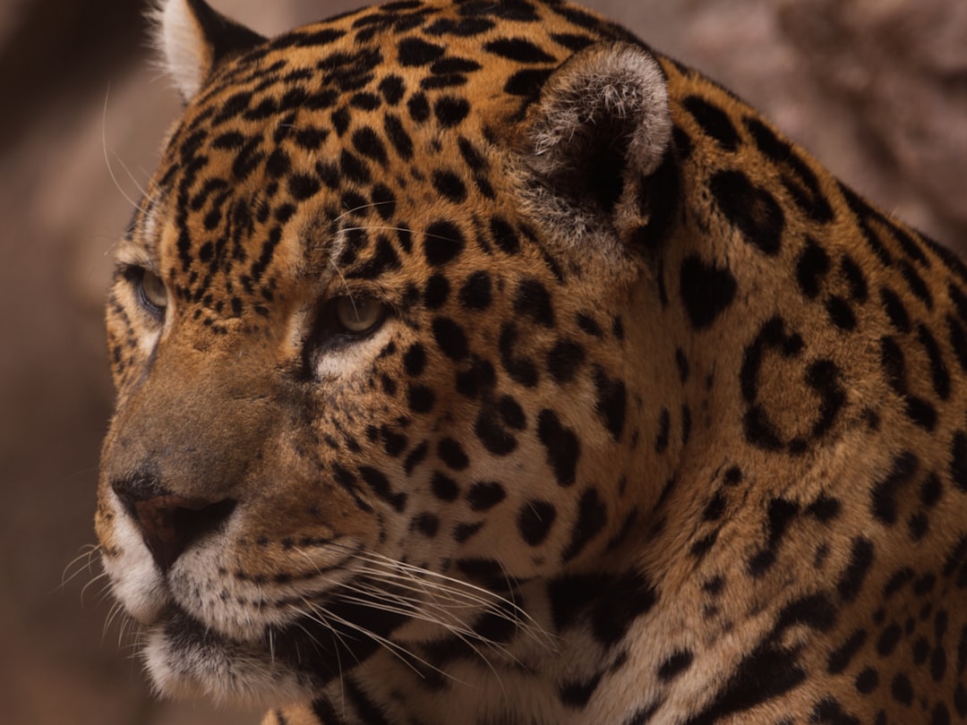 Arte indígena representando jaguar devorando o sol durante eclipse